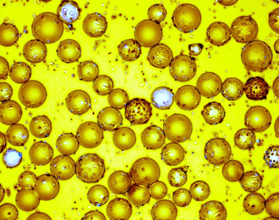 Golden Balls - Sonya James